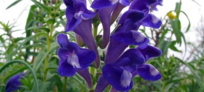 Baikal skullcap: лечебни свойства, приложение и рецензии