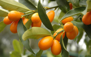 Kumquat: полезни свойства и противопоказания