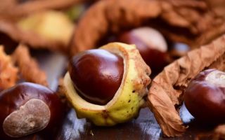 Полезни свойства на ядливия кестен, как да готвя, съдържание на калории