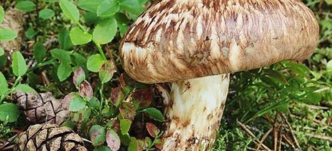 Гъби Matsutake (петниста рядовка): полезни свойства, рецепти за тинктура