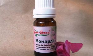 Билка от бергамот: полезни свойства и противопоказания, снимка и описание