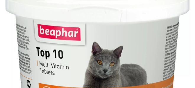 Течни витамини за котки: кое е по-добро, състав, видове, прегледи на ветеринарни лекари