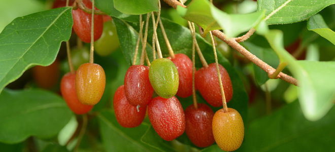 Loch multiflorous (gumi): ползите и вредите от плодовете, снимка на храст