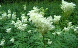 Meadowsweet (ливаден): лечебни свойства и употреба, противопоказания, какво лекува при мъжете и жените, как да се пие