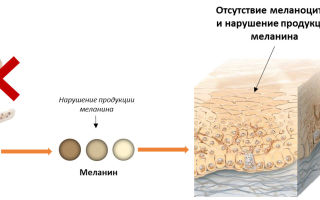 Какви храни съдържат големи количества меланин