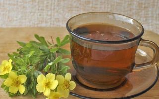Курилски чай (петлистен) храст: полезни свойства, снимка