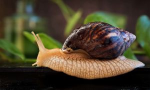 Защо охлювите Achatina са полезни, свойства, снимки и рецензии