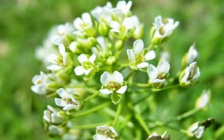 Field Yarutka: лечебни свойства, противопоказания, приложение