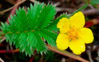 Cinquefoil гъска: лечебни свойства, рецепти, снимки